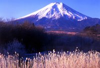 fuji