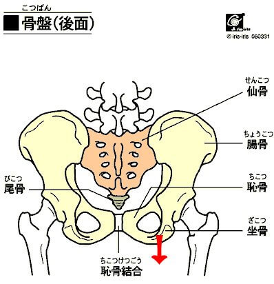 pelvis2